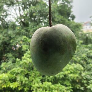 Fresh Mangoes - 2.5 Kg Pack (Direct from Artisans)