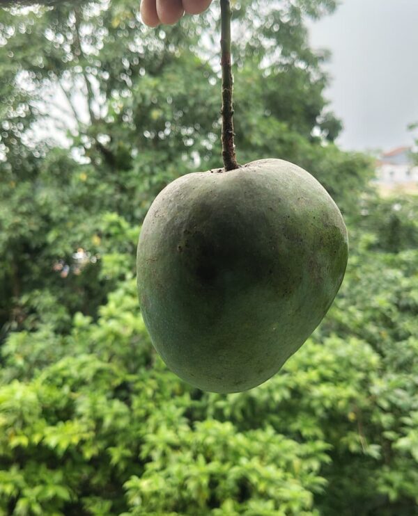 Fresh Mangoes - 2.5 Kg Pack (Direct from Artisans)