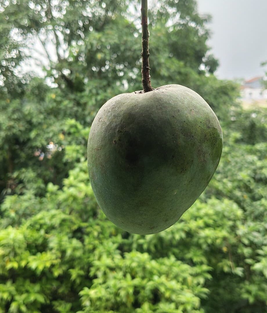 Fresh Mangoes (Himsagar)- 2.5 Kg Pack (Direct from Artisans)