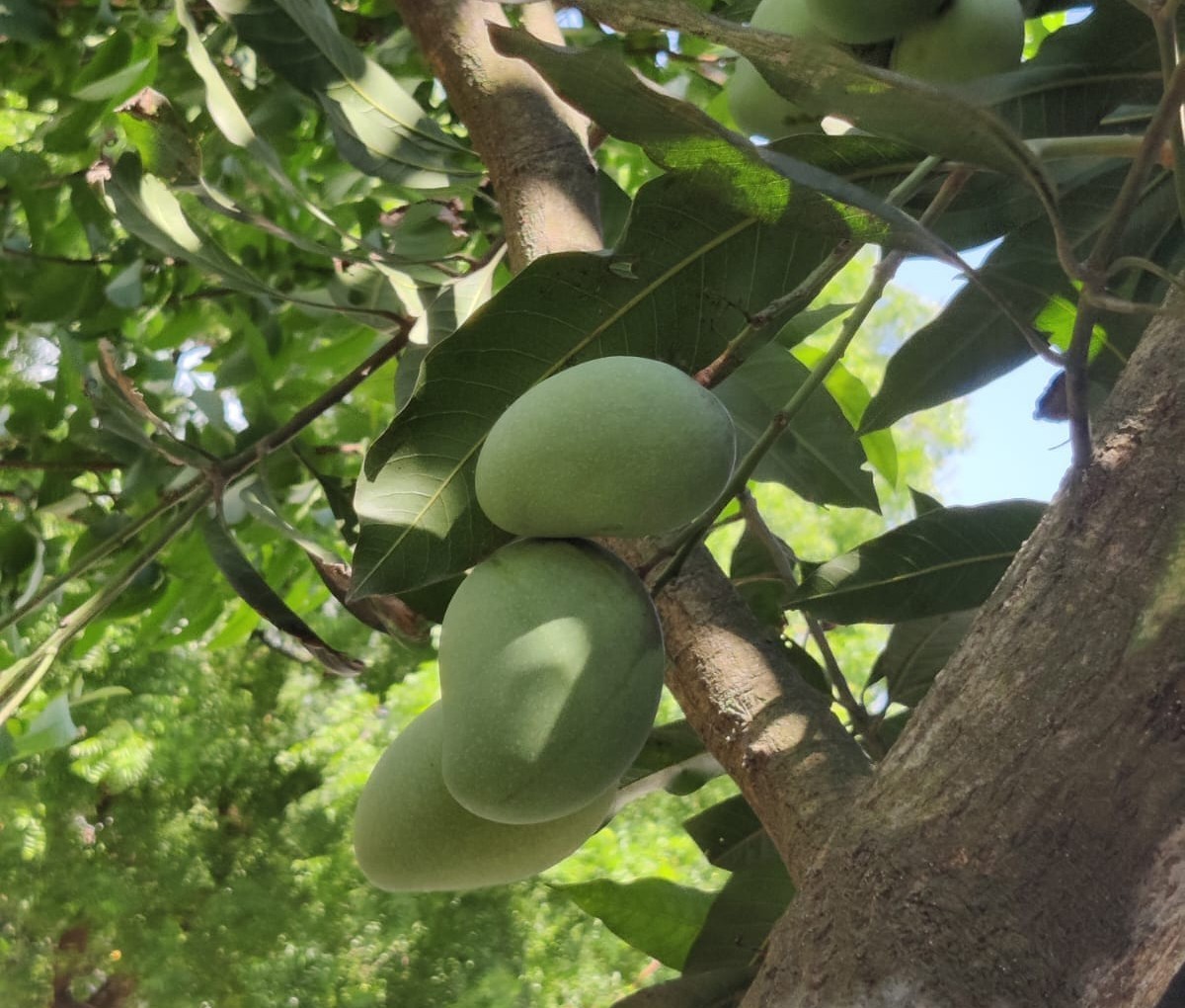 Fresh Mangoes (Amrapali) – 2 Kg Pack (Direct from Artisans)