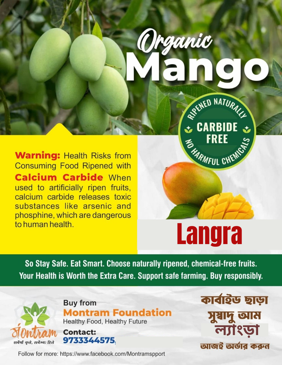 Fresh Mangoes (Langra) – 2 Kg Pack (Direct from Artisans) - Image 2